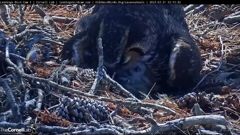 It's Lunchtime and An Owlet Close-up 🦉 2/21/22 12:07
