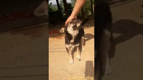 beautiful dog