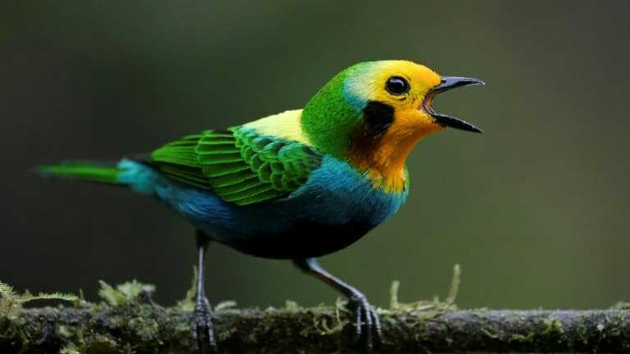 Beautiful Golden Pheasants and Wading Birds