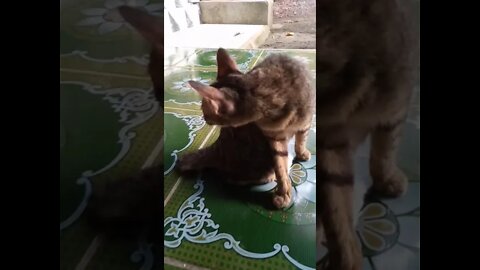 kucing mandi