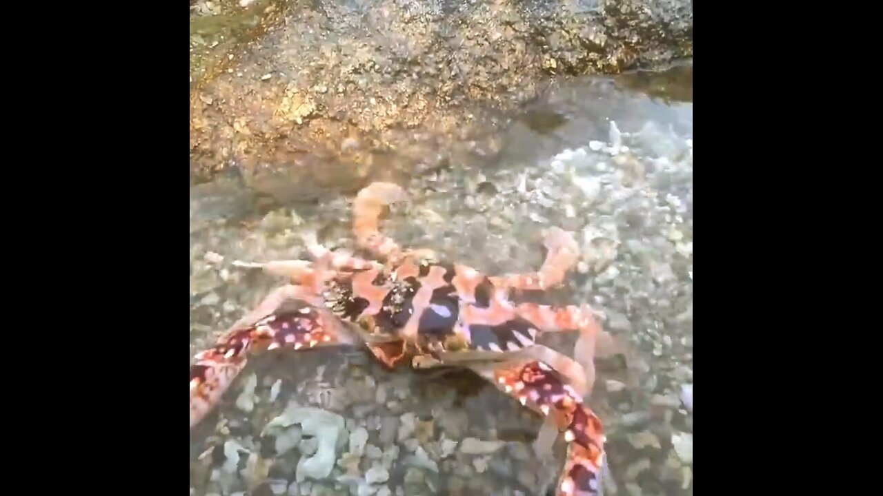 Recipe for cooking fresh crab from the river