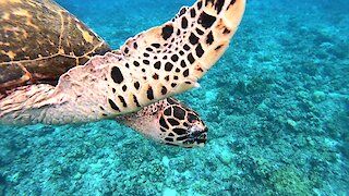 Scuba divers enter a world that is beautiful beyond words