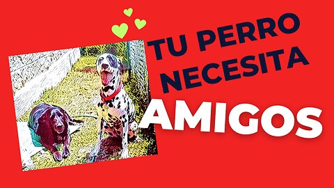 Tu perro necesita amigos! No se lo niegues...!