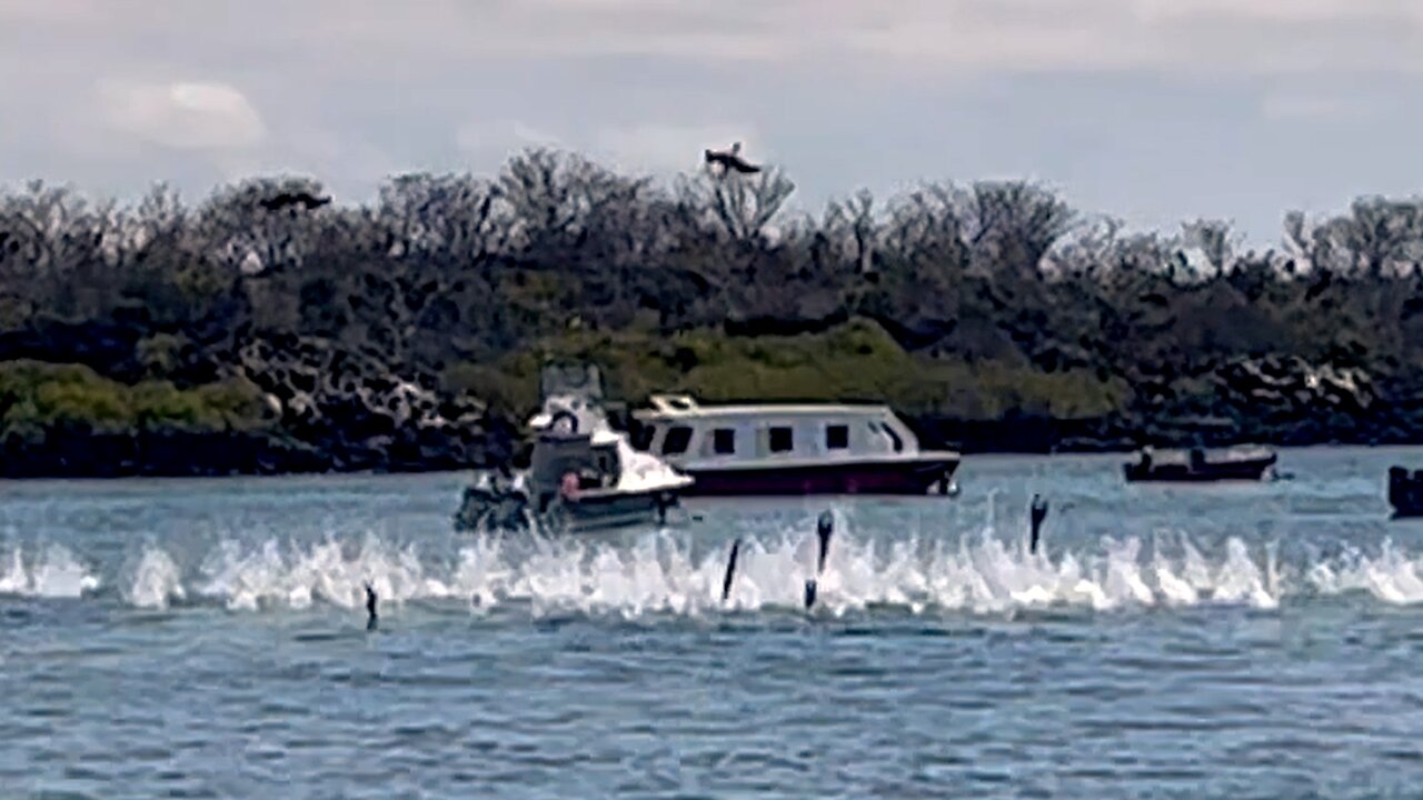 Flock of Blue-Footed Boobies Perform Synchronized Dive for Fish