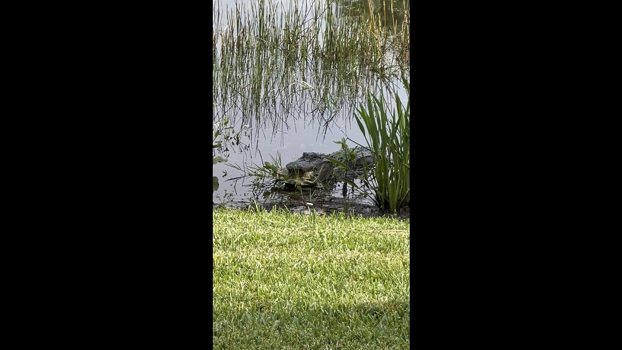 Incredible Alligator Turtle Attack Part 3!