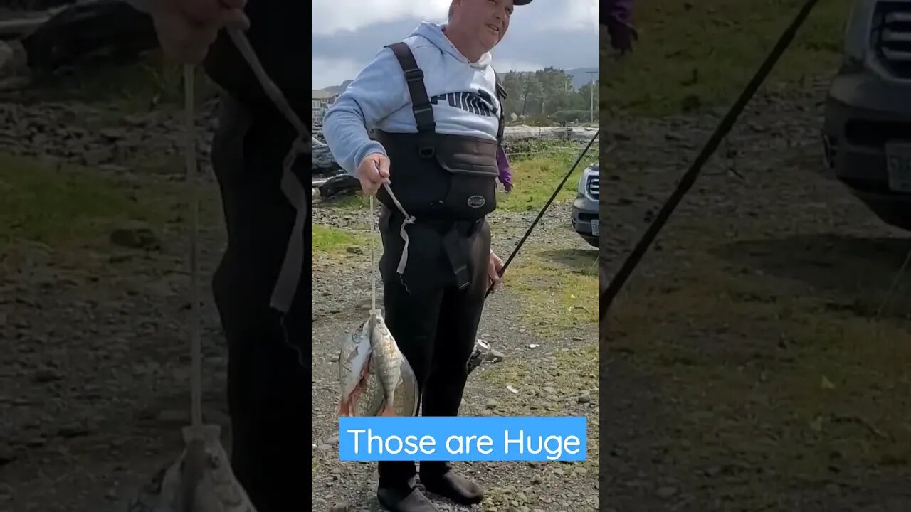 Huge Never Seen that before!!!