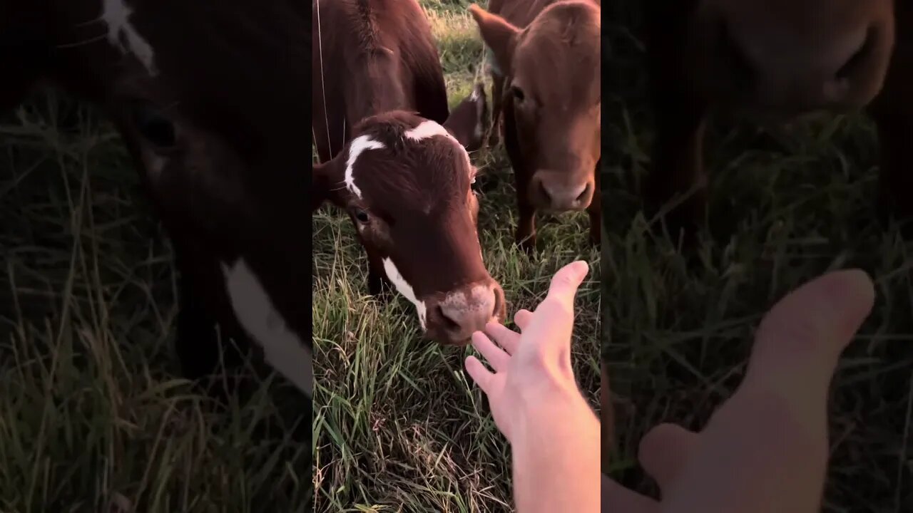 If you're looking for a tame herd of grass genetic cow/calf pairs, here they are.