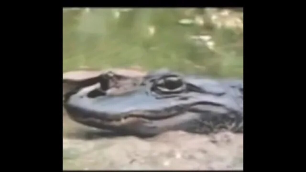 Python and Alligator 😳😳😳