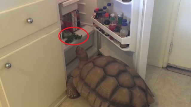 Tyler the Tortoise Has the Munchies