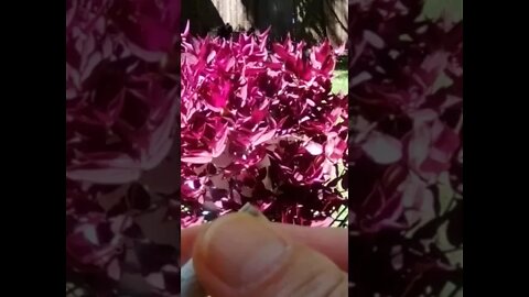 Purple Haze