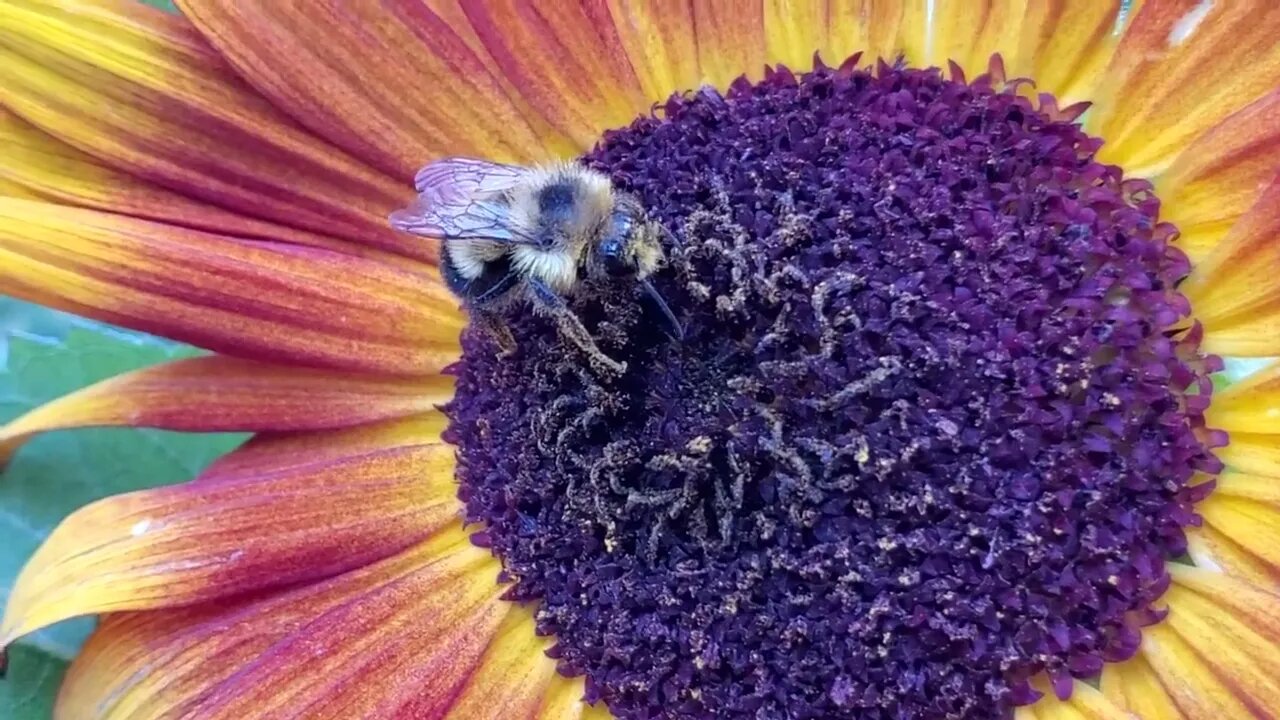 Bee Life In Solar Power Sunflower