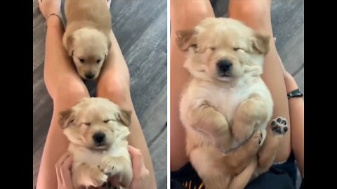 Cute dog getting pet