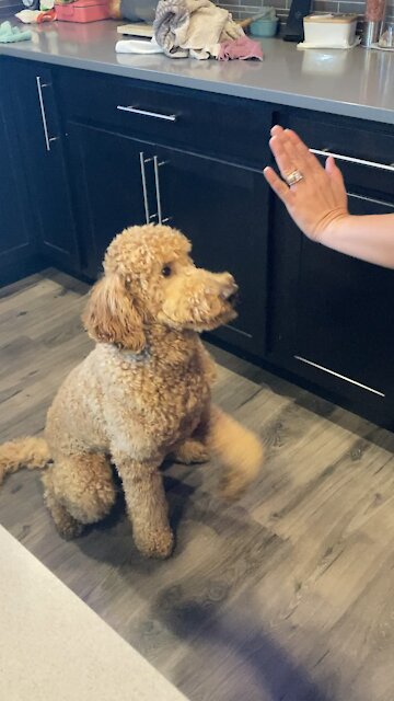 High fives and shakes