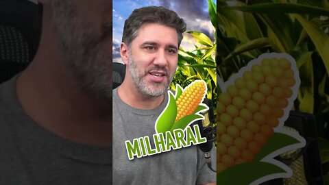 E quando você encontra uma plantação de milho na sala onde iria realizar um evento? 🌽