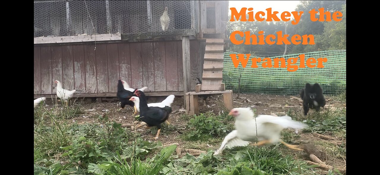 Meat Chickens Breeding Project Week 15