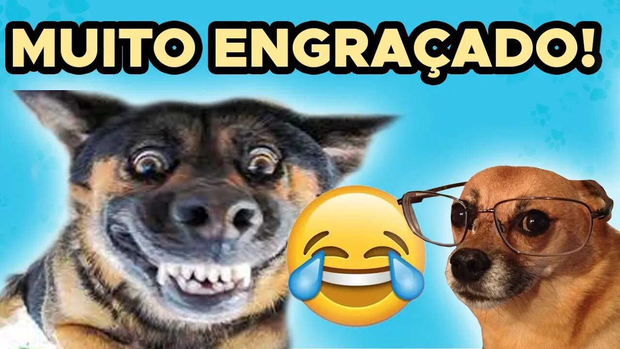 Os cachorros mais engraçados da internet 🤣🥰😂😍