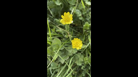 California Buttercups