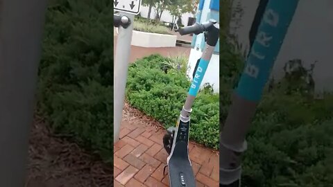 #gangstalking perp walk 08/21/2022 Pt. 3