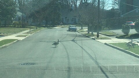 Family of Geese