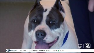 Adoption Option: Nana at the Midlands Humane Society