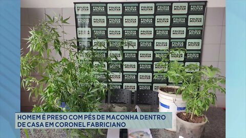 Homem é preso com pés de maconha dentro de casa em Coronel Fabriciano