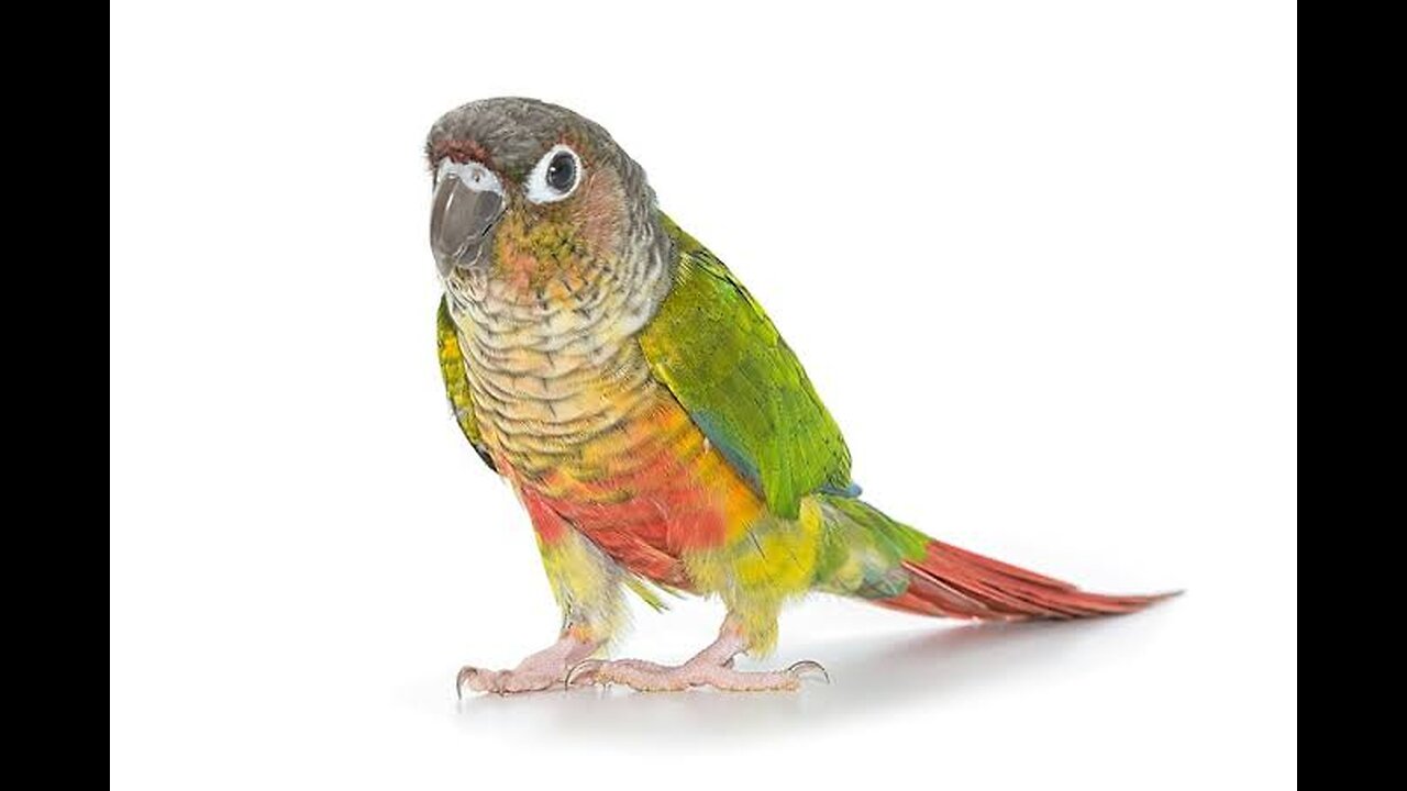 green cheeked conure south Africa 🇿🇦 bird small bird very good behavior