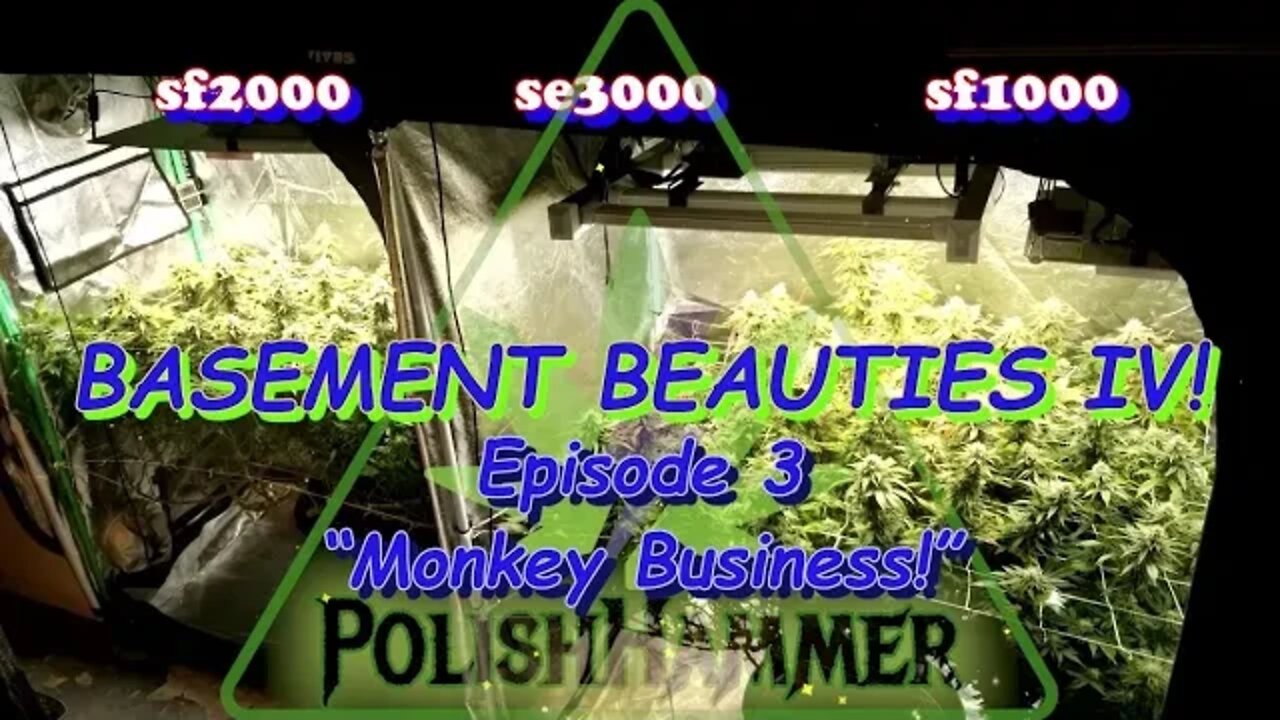 Basement Beauties 4 Ep.3 "MONKEY BUSINESS!" Day 44 #Spiderfarmer 🦍#FloraFlex #Vivosun #420 🔨