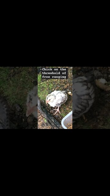 Chick struggles to leave coop to free range