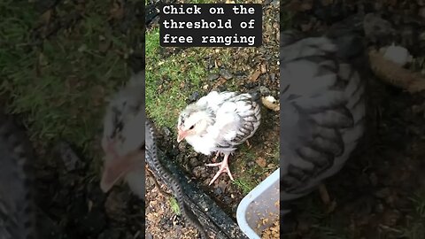 Chick struggles to leave coop to free range