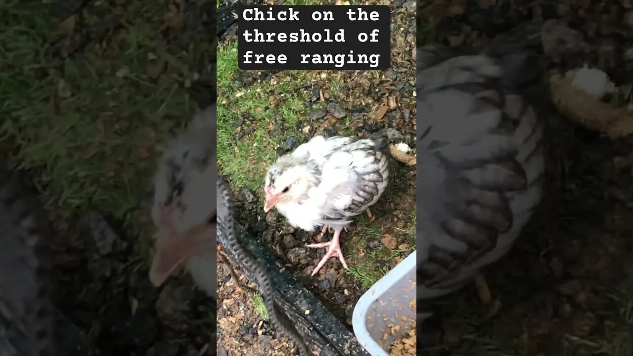 Chick struggles to leave coop to free range