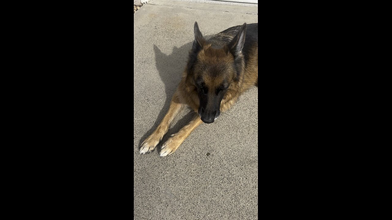 German Shepherd used to distract puppy during street safety training