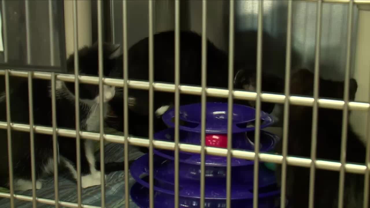 Don't 'kit-nap' kittens during kitten season, animal shelter says