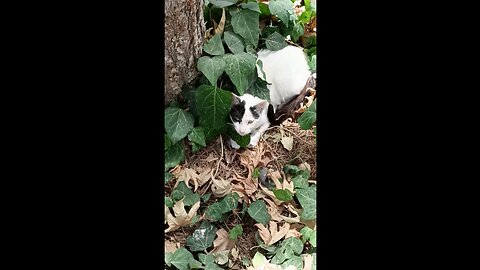 A cute and beautiful cat is resting