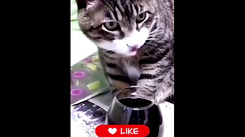 How*was*the*cat*wine *going*on*after*drinking_🤣🤣🤦🏻‍♂