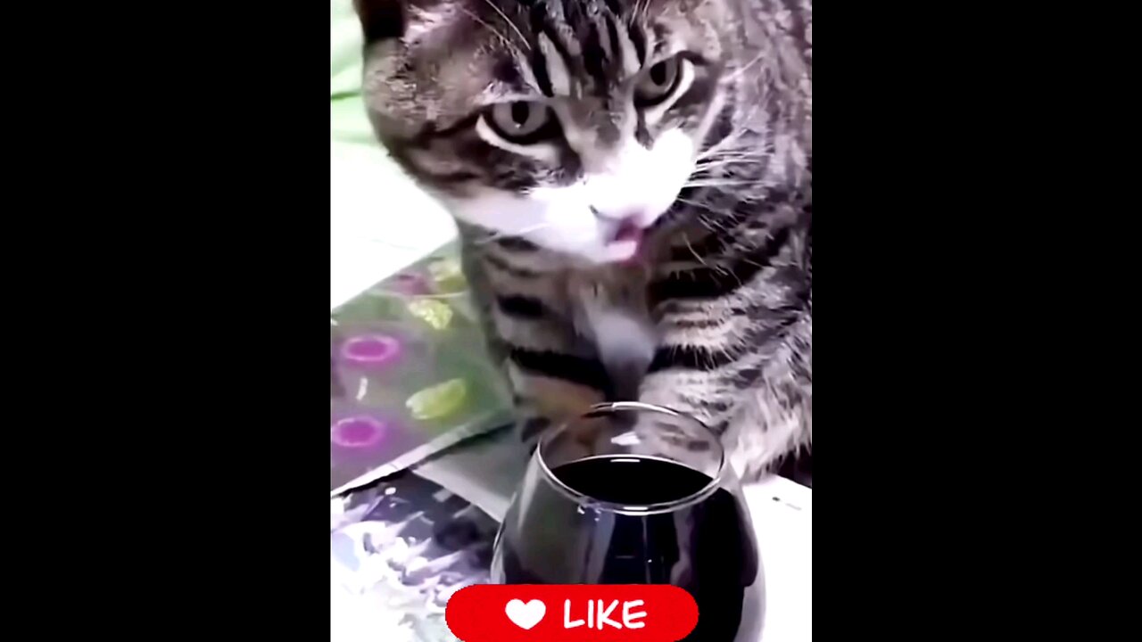 How*was*the*cat*wine *going*on*after*drinking_🤣🤣🤦🏻♂