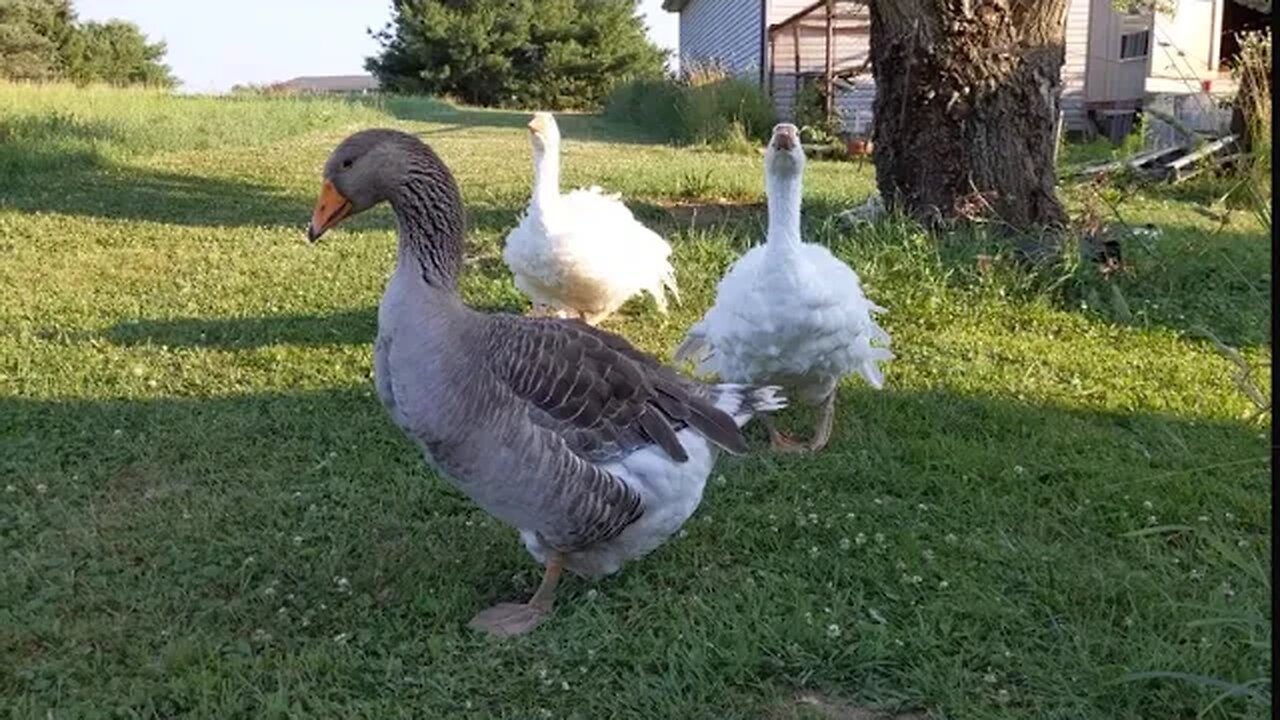 Goose stepping