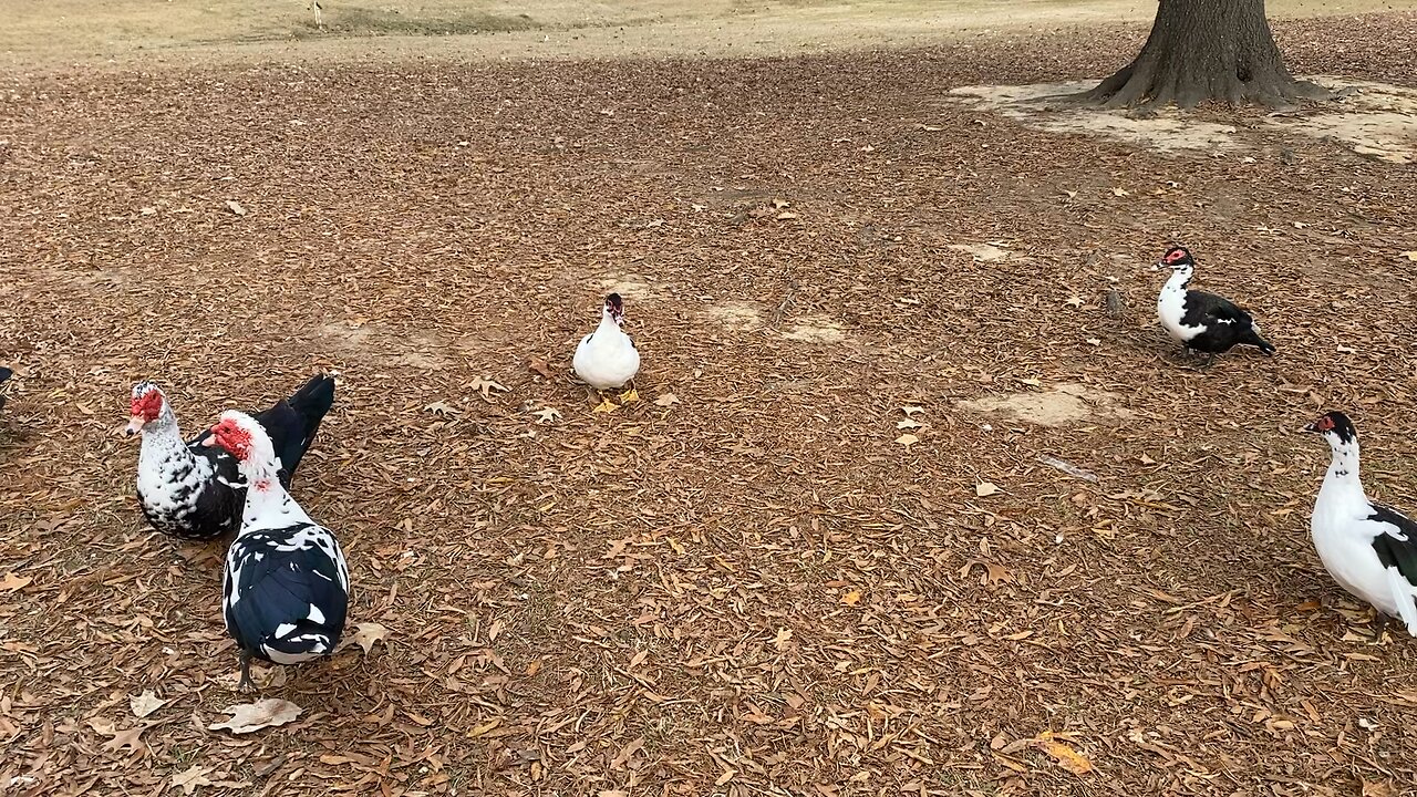 Ducks At Ballard Park