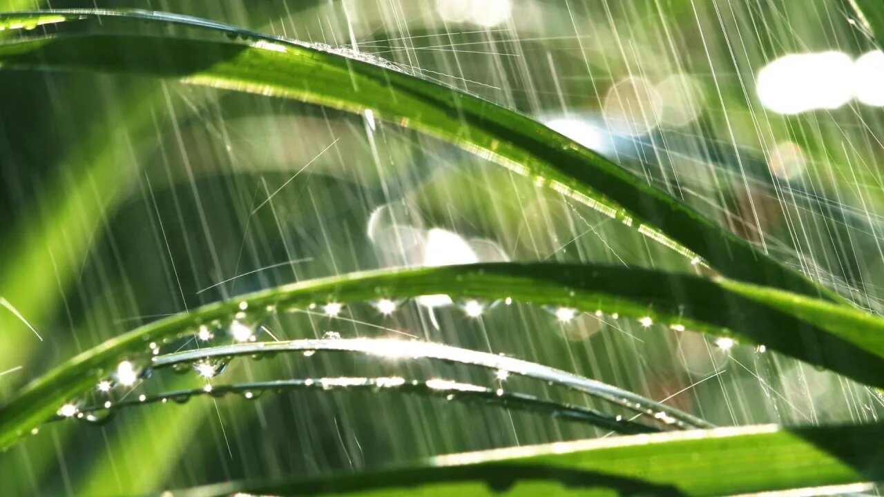 Rain on Grass | Sounds For Sleep, Study and Relaxation