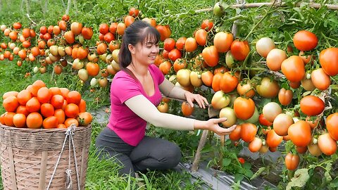 Harvesting Tomato Goes To Market Sel - Ly Tieu Toan Harvest || Phương Free Bushcraft