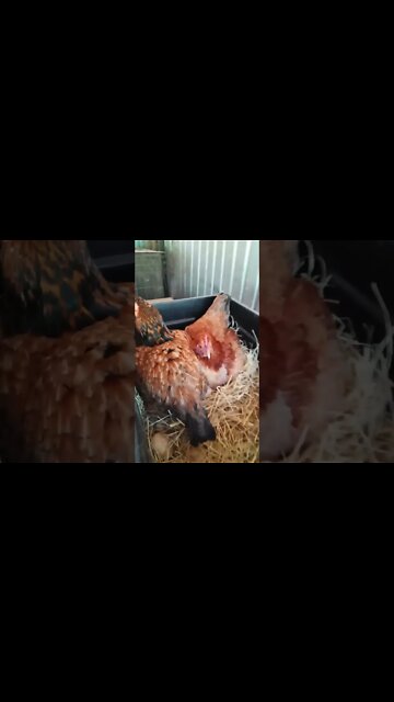 Chook chook laying an egg in Forests box. What do you have to say about that Forest