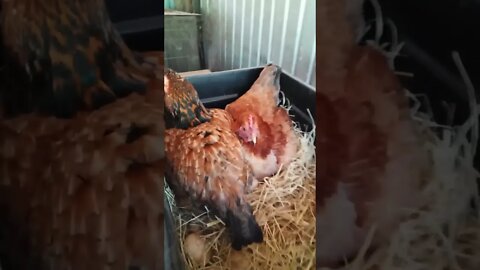 Chook chook laying an egg in Forests box. What do you have to say about that Forest