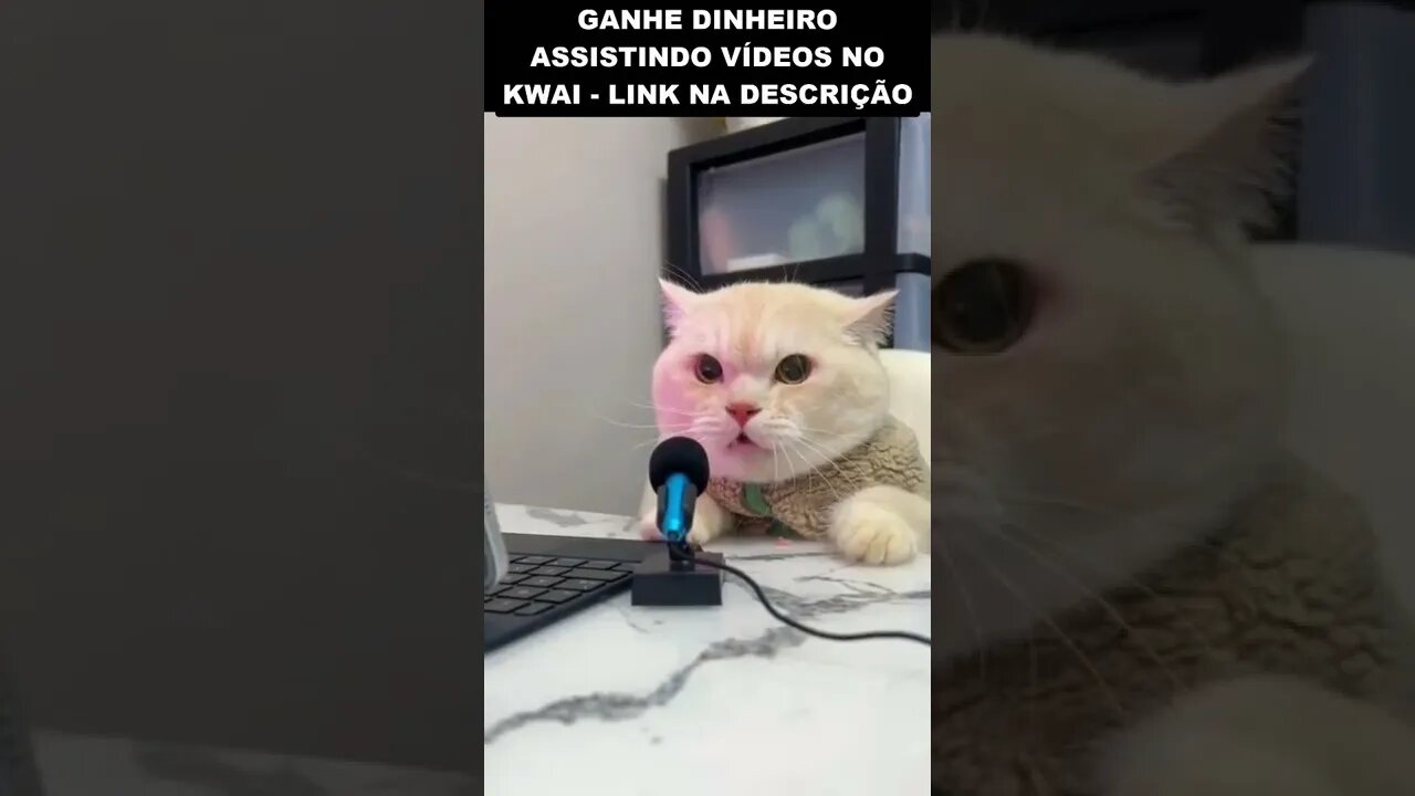 o gato locutor