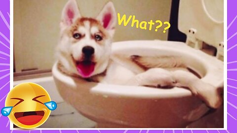 Funny animal videos 2024- funny cats dogs| Day 004 videos! Day 003।