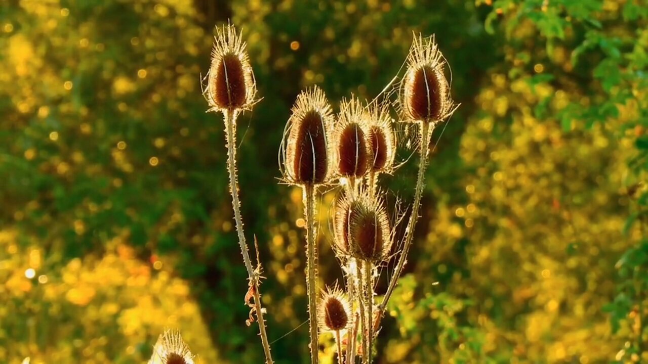 "Teasel: A Spiny Tale of Nature's Adaptation and Resilience"