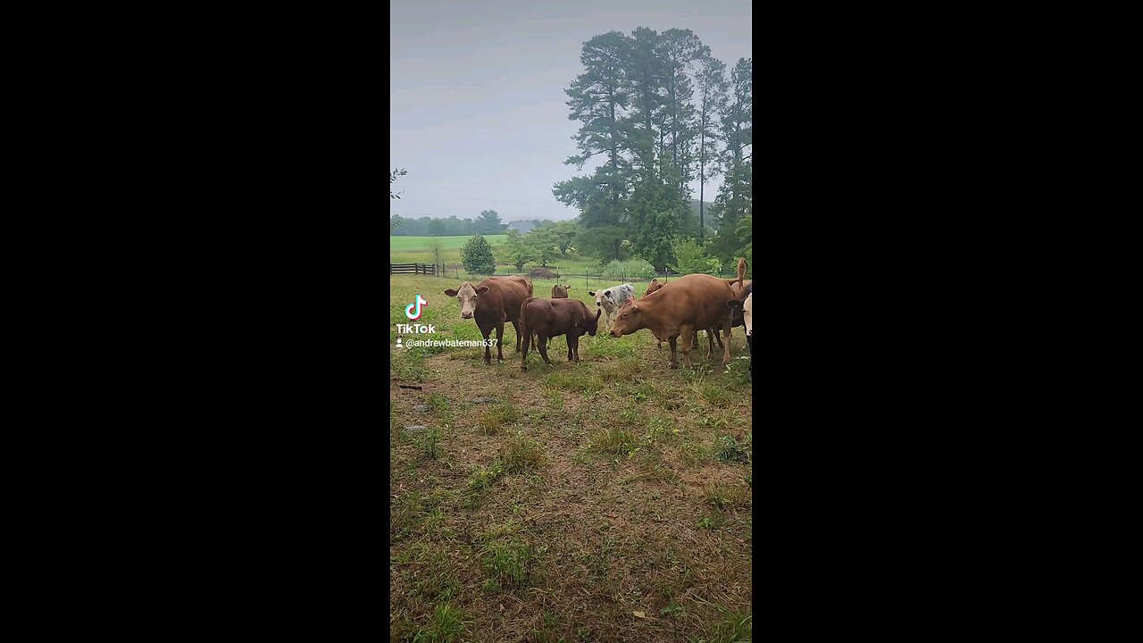 Cows and calves in the rain.