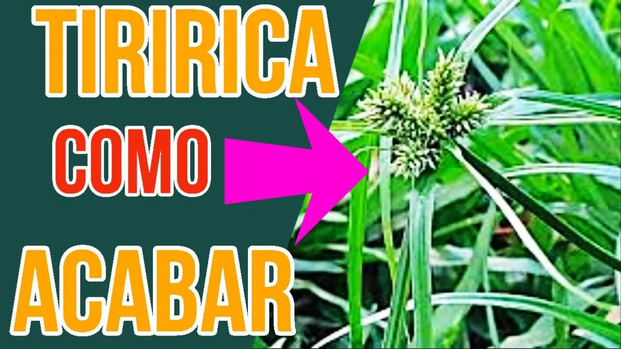 TIRIRICA como acaba sem usar Herbicidas apenas MANDIOCA😱😱😱