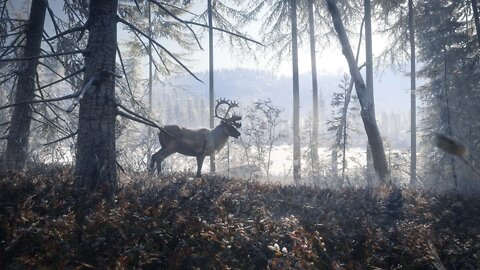 TheHunter Call of The Wild Novo Mapa Medved-Taiga