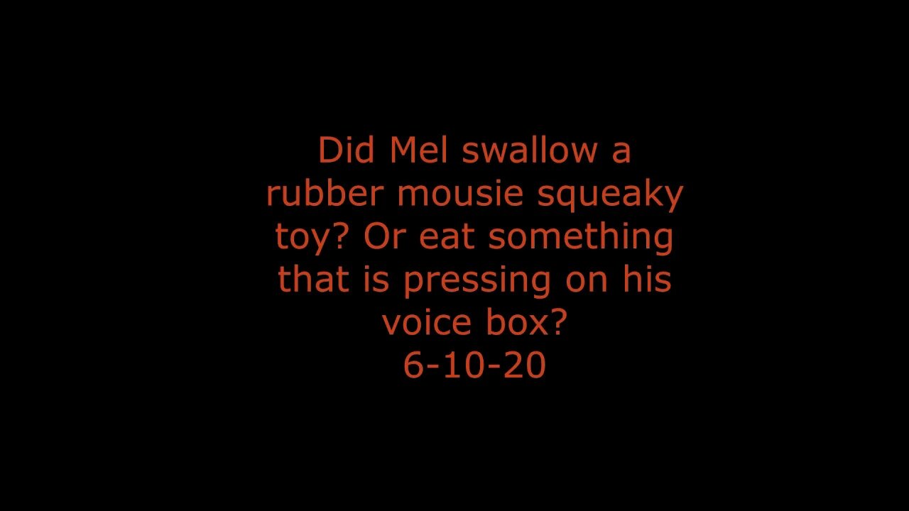 Did Mel swallow a rubber mousie squeaky toy? 6-10-20