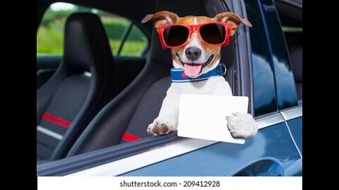 Dog video/funny dog /cute puppy video/animals video /dog/cat