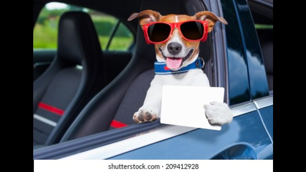 Dog video/funny dog /cute puppy video/animals video /dog/cat